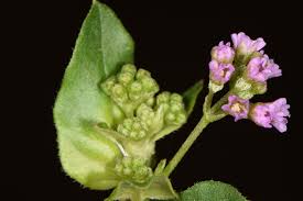 Image result for Boerhavia diffusa