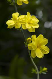 Hardy Jasmine Vines Choosing Jasmine Plants For Zone 6 Jasmine Plant Jasmine Vine Winter Jasmine