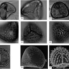 Image result for Mohria lepigera