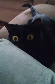 Loose Thread On My Shirt She Almost Killed Me Scary Cat Cat Memes Cats