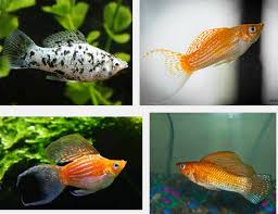 Ada yang memelihara ikan karena bentuknya, warnanya, ukurannya, dan dari sekian ikan yang mudah berkembang biak, ada livebearers yang melahirkan ikan muda utuh. Ikan Black Molly Dan Cara Budidayanya Yang Lengkap