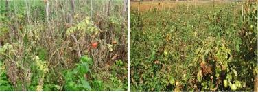 Image result for tomato seedling fusarium wilt