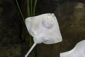 Image result for Stingray