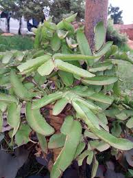 Image result for Pseudospondias