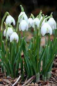 Pin On Winter Gardening