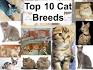 List of Cat Breeds | Petfinder
