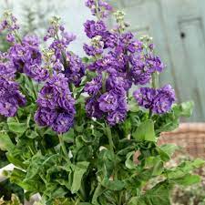 Stock Seed Matthiola Incana Flower Seeds