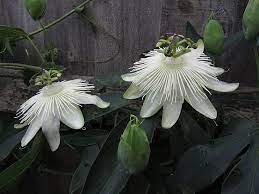 Passiflora Unnamed Passion Flower Passiflora Unusual Flowers