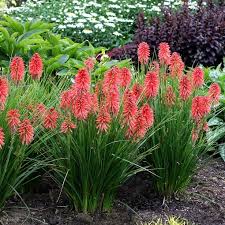 Image result for Kniphofia