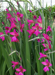 Image result for Gladiolus zambesiacus