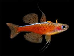 My breeding setups are 10 gallon tanks with 2 to 6 pair of pseudomugil per tank. Pseudomugil Luminatus Tropical Fish Fish Pet Rainbow Fish