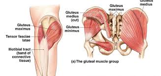 We did not find results for: Gluteal Region Structure Muscles Nerves Posterior Compartment Of Thigh Muscles Science Online