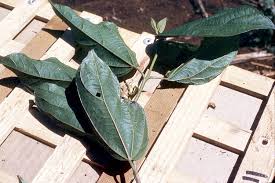 Image result for Alangium chinense