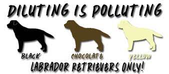 We plan to have english lab puppies for sale in all three colors for you to choose from. Riorock Labrador Retriever Puppies New England Puppy For Sale Puppies For Sale