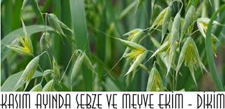 Fidelere ocak ayında ne tür çiçekler ekiliyor ve büyümelerine nasıl yardımcı oluyorsunuz? Kasim Ayinda Ekilen Sebze Ve Meyve Cesitleri Bahce Bitkiler Tarim Agaclar Cicekler Vize Oturma Izni