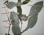 Image result for Barleria tanzaniana