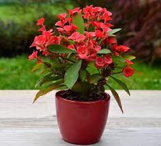 Thai yellow giant crown of thorns. Crown Of Thorns Plant Care Euphorbia Milii Smart Garden Guide
