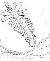 Image result for Rytigynia kiwuensis