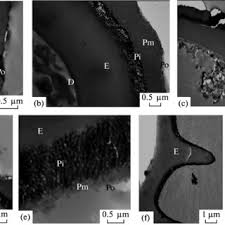 Image result for Mohria lepigera