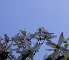 Clematis paniculata is a shrub. Clematis Armandii Photos Free Royalty Free Stock Photos From Dreamstime