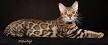 LEOPARD MAGIC BENGALS - KITTENS