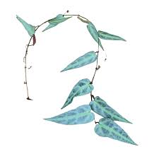 Image result for Cissus