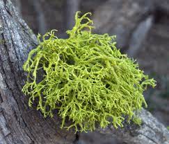 Women with ls often have a personal or family history of another autoimmune disease such as thyroid When It Comes To Genes Lichens Embrace Sharing Economy