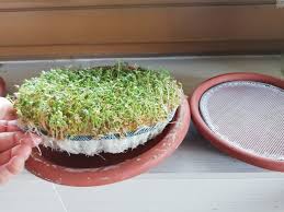 In this video, i'll show you the 3 easy steps to growing your own sprouts using a sprouting tray. Breast Cancer Topic Diet And Lifestyle