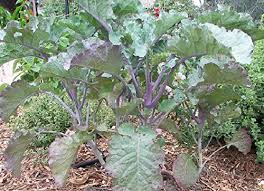 Everwilde farms is a unique company that works with seeds from several arenas, and brings them all under one roof. 50 Seeds Of Perennial Purple Tree Collards Sweet Nutritious And Resilient Perennial Brassica Buy Online In Burkina Faso At Burkinafaso Desertcart Com Productid 99473922
