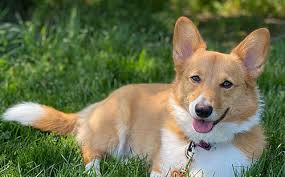 Ask questions and learn about corgis at nextdaypets.com. Corgi Of Fantasy Farms Hastings Minnesota Pembroke Welsh Corgi Breeder Corgi Puppies