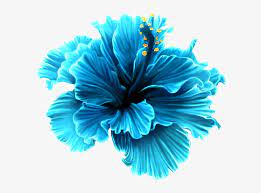 Apr 09, 2021 · 3 gal. Flower Hallow Blue Tropical Flowers Png Transparent Png 500x441 Free Download On Nicepng