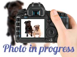 They all have their own. Labrador Retriever And Bernese Mountain Dog Mixed Rescue Dog For Adoption In Denver Colorado Goose Petcurious
