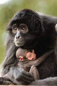 Slideshows Cute Baby Animals Cute Animals Animals