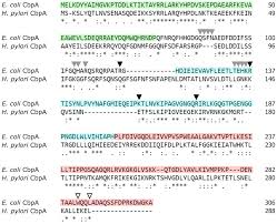 You have to avoid caffeine with h. Microorganisms Free Full Text The Helicobacter Pylori Hspr Modulator Cbpa Is A Multifunctional Heat Shock Protein Html