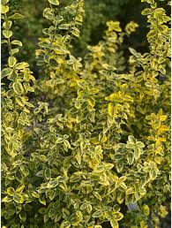 Image result for Euonymus