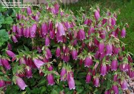 Spotted Bellflower Bowl Of Cherries Campanula Punctata Bellflower Campanula Punctata Campanula