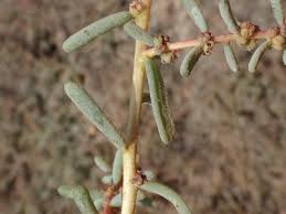 Image result for Suaeda vermiculata