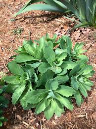 Maybe you would like to learn more about one of these? Hylotelephium Herbstfreude Autumn Joy Autumn Joy Autumn Joy Sedum Stonecrop North Carolina Extension Gardener Plant Toolbox
