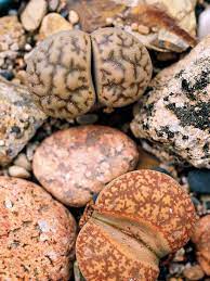 These drought tolerant plants make use of carbon fixation to lithops is a succulent plant in the family of aizoaceae. Pin On Green And Garden