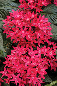 They bloom in july and last through september. 10 Red Flowers For Hummingbirds Proven Winners