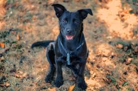 A final variation on the classic lab coloring possibilities is the australian shepherd yellow lab mix. German Shepherd Lab Mix Facts Pictures All Things Dogs All Things Dogs