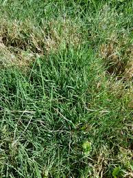 Mine germinated quite quickly, but i think i overwatered them and they all keeled over and died within a few days. What Is Red Fescue Grass Learn About Red Fescue Care In The Lawn