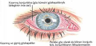 Goz Nezlesi Nedir Hakkinda Bilgi