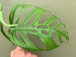 In my opinion, this plant is one of the easiest plants to propagate. Monstera Adansonii Subsp Laniata Ableger 9 90