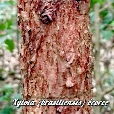 Image result for Xylopia lukei