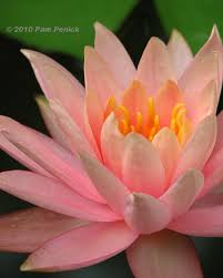 The lilies came in a small envelope and were slightly bent, but you can bend them in the opposite direction and they'll be fine. Water Lilies Daylilies The Stars Of Early Summer Digging