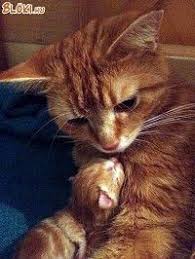 Cuki Voros Cicak Cats Kittens Cutest Beautiful Cats