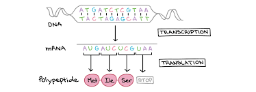 Dna transcription and translation practice worksheet answers. Rna And Protein Synthesis Review Article Khan Academy