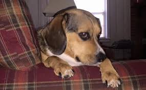 Top ten benefits of hiring a pet sitter/dog walker 1. Your Mint Hill Pet Sitter By Annette S Pet Sitting Service In Charlotte Nc Alignable