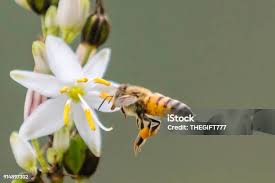 Image result for Chlorophytum krookianum